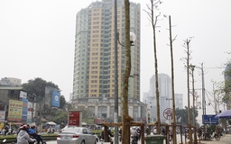 Chủ tịch thành phố Hà Nội yêu cầu rà soát việc chặt hạ cây xanh