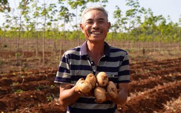 Vụ khoai tây đầu tiên của PepsiCo Việt Nam tại Gia Lai vượt ngưỡng kỳ vọng