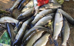 Cá nuôi trên sông Bồ chết hàng loạt
