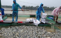 'Sốc lũ', người dân vớt hàng tấn cá chết cho heo ăn