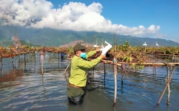 Thừa Thiên - Huế: Kiểm lâm ra đồng giải cứu cò trắng và chim trời dính bẫy