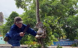 Hoảng hồn phát hiện con trăn trên ngọn cây giữa trung tâm TT.Long Hải