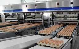 'Vua thép' bán hơn 1 triệu quả trứng mỗi ngày
