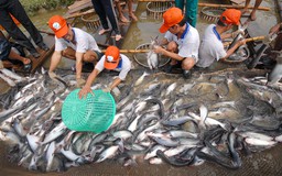 Cá tra Việt Nam 'đạt chuẩn' Mỹ