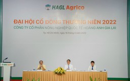 HNG tiếp tục chuyển đổi sang trồng chuối, dứa, xoài và chăn nuôi bò