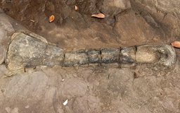 Phát hiện hóa thạch khủng long ở Campuchia