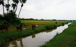 Làng quê bất an vào mùa gặt