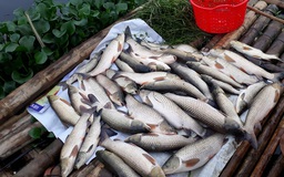Cá trên sông Mã tiếp tục chết lan sang huyện thứ 2