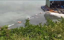 44 tấn cá lồng chết trên sông Bạng: Phát hiện 2 công ty xả thải trái phép