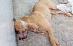 Thanh Hóa: Chó pitbull tấn công người nhà, khiến một phụ nữ tử vong