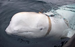 Giả thuyết mới gây bất ngờ về ‘đặc vụ cá voi’ Nga