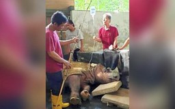 Tê giác Sumatra đực cuối cùng ở Malaysia qua đời