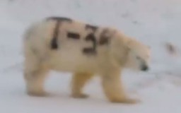 Gấu Bắc cực bị vẽ bậy lên người gây phẫn nộ