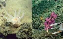 Phát hiện 30 loài động vật chưa từng được biết đến ở 3.400 m dưới Thái Binh Dương