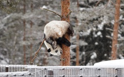 Không đủ tiền nuôi, vườn thú Phần Lan định trả Trung Quốc 2 con gấu trúc