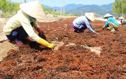 Ngư dân trúng mùa rong biển