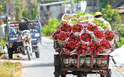 Ngàn hoa