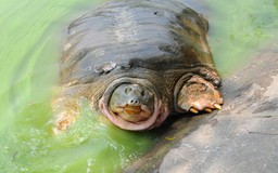 Ngoài 'cụ rùa' Hồ Gươm, Việt Nam còn nhiều rùa cần bảo vệ
