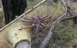Rùng mình trước con nhện ‘thợ săn’ lớn nhất thế giới