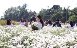Điểm chụp ảnh với vườn cúc họa mi nở rộ tuyệt đẹp ở Hà Nội