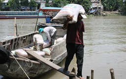 Năm u ám của ngành lúa gạo