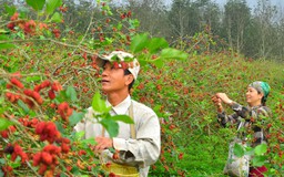 Làm giàu với cây dâu tằm