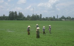 Hướng sản xuất lúa gạo bền vững