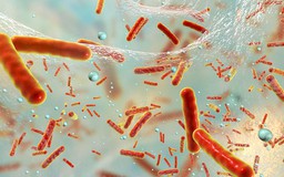 Phát hiện 220 ca nhiễm các loại vi khuẩn kháng thuốc kháng sinh 'rất nguy hiểm'