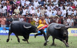 Có nên cho bán vé xem chọi trâu ?