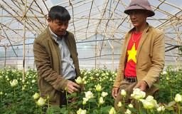 Làng hoa hồng triệu phú dưới chân núi Langbiang
