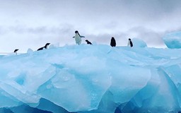 Châu Nam Cực trước mối lo đại dịch