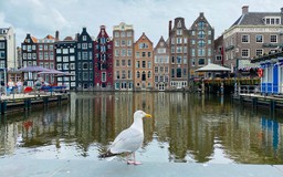 Amsterdam 'khoác áo mới' mùa Covid-19