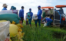Theo bước chân tình nguyện: Gặt lúa giúp dân mùa dịch Covid-19