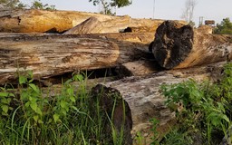 Thanh tra toàn diện các dự án liên quan rừng ở Bảo Lâm