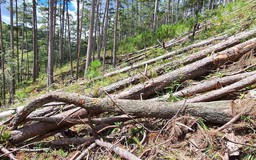 Điều tra vụ triệt hạ hàng trăm cây thông cổ thụ rừng phòng hộ
