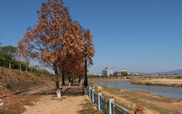 Bức tử cây xanh, phá hoại bờ kè sông Đăk Bla