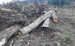 Cây rừng bị đốn hạ, kiểm lâm và chủ rừng bị yêu cầu làm rõ trách nhiệm