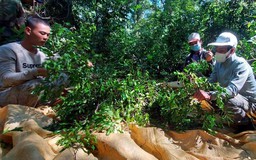 Cao nguyên mùa xoay chín