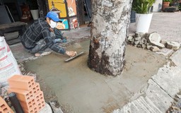 Trám xi măng bịt kín gốc cây xanh