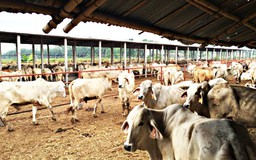 Úc cấm xuất trâu, bò sang Việt Nam vì nghi ngờ ngược đãi động vật