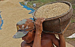 Gần nửa lượng gạo xuất khẩu của Campuchia là buôn lậu