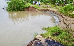 Vĩnh Long: Đê bao sông Măng tiếp tục sạt lở hơn 20 m, giao thông chia cắt