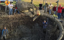 Nông dân phát hiện bộ xương voi ma mút khổng lồ