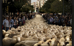 Lùa 2.000 con cừu vào thủ đô Madrid để 'biểu tình'
