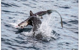 Sư tử biển tấn công và ăn thịt cá mập