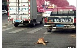 Chó bị buộc dây cổ kéo lê đến chết ở Trung Quốc
