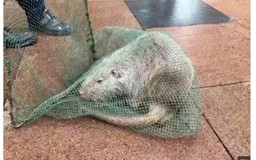 Bắt được chuột 'khủng' dài 1m, nặng 10kg ở Trung Quốc