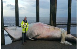 Cá voi hơn 10 tấn bị tàu đâm gãy xương sống