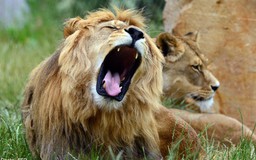 6 con sư tử xổng chuồng chạy vào thủ đô Kenya