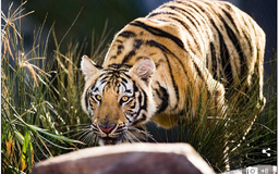 Đại học bang Louisiana nuôi... hổ trong khuôn viên trường